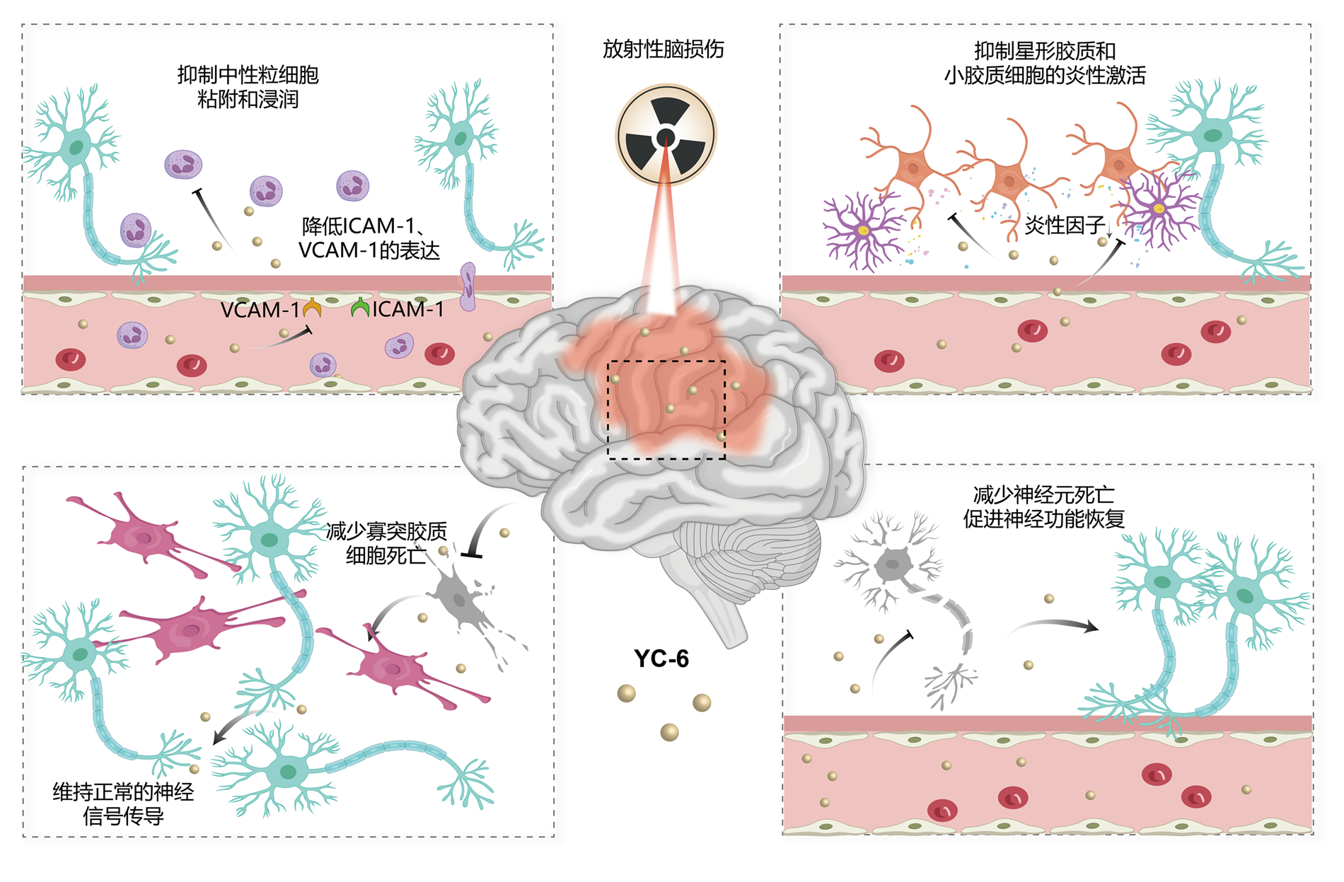 放射性腦損傷藥物作用機制圖.png